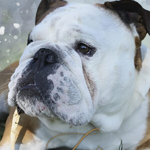 Retrato personalizado de perro Bulldog inglés estilo acuarela con nombre Tyr en tipografía elegante