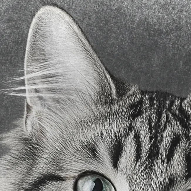 Detalle del estilo a lápiz sobre el pelaje