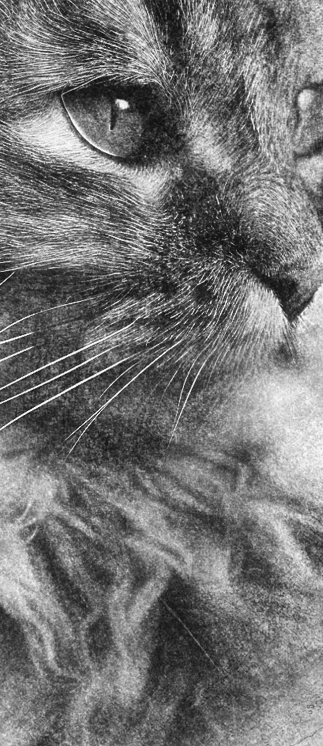 Detalle del estilo a lápiz sobre el rostro