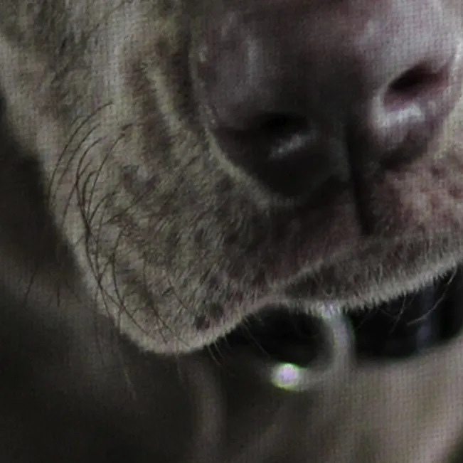 Detalle de la calidad de imagen del lienzo